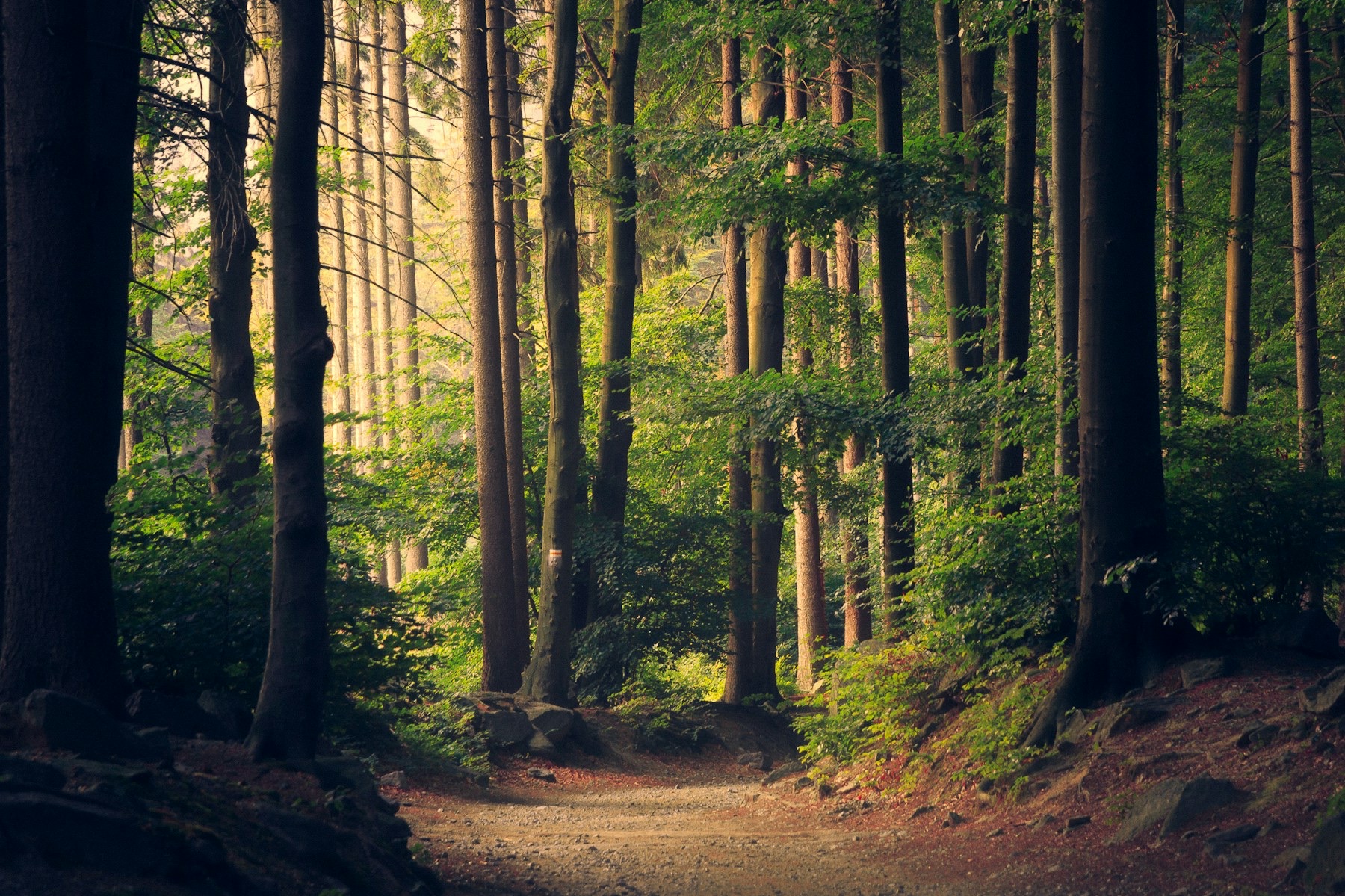 Sunlight cutting through a dense stand of mature trees